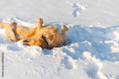 Golden Retriever playing on his back outside in cold winter evening snow. © ARVD73