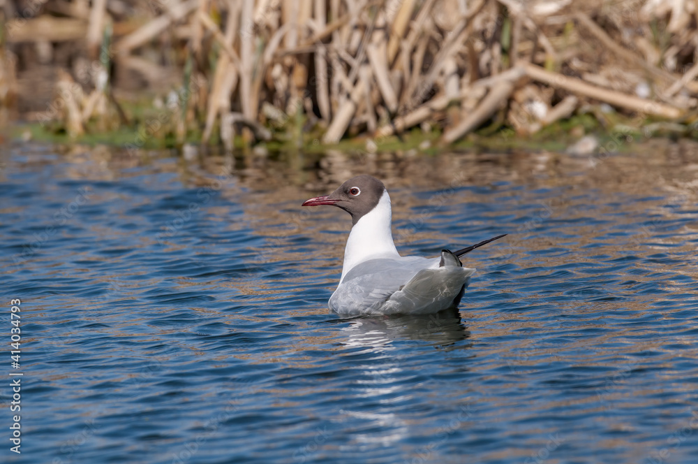 Black-headed Gull (Larus ridibundus) at colony, Moscow region, Russia Black-headed Gull (Larus ridibundus) at colony, Moscow region, Russia