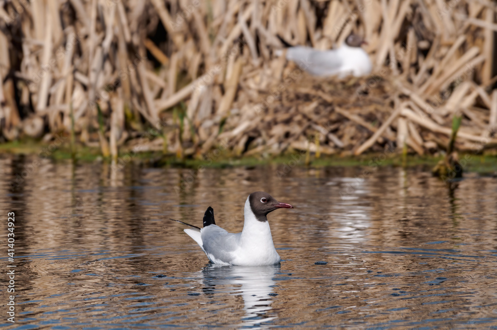 Fototapeta premium Black-headed Gulls (Larus ridibundus) at colony, Moscow region, Russia