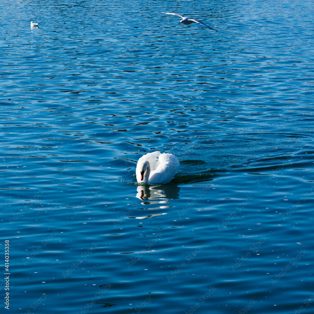 Naklejka premium Mute swan or cygnus olor on water