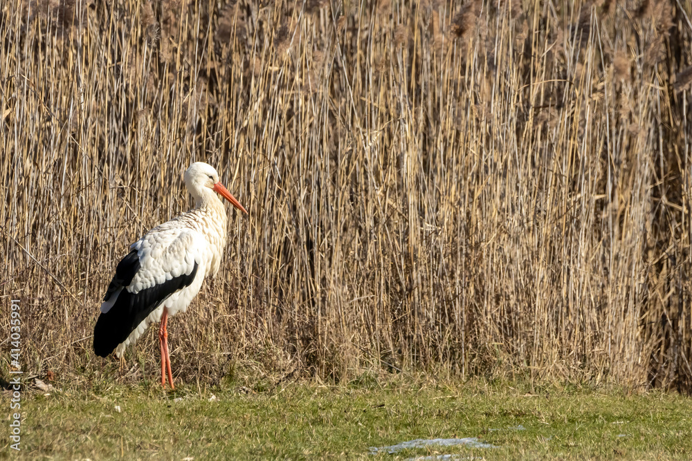 A stork on a meadow at a cold day in winter next to Büttelborn in Hesse, Germany.