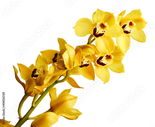 Cuadro en lienzo Beautiful yellow cymbidium orchid flowers isolated on white background