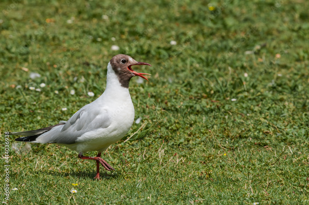 Molting Black-headed Gull (Larus ridibundus) in park, Hamburg, Germany Molting Black-headed Gull (Larus ridibundus) in park, Hamburg, Germany