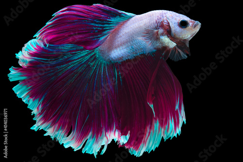 Canvas Print Beautiful movement of Pink purple betta fish, Fancy Halfmoon Betta, The moving moment beautiful of Siamese Fighting fish, Betta splendens, Rhythmic of Betta fish isolated on black background
