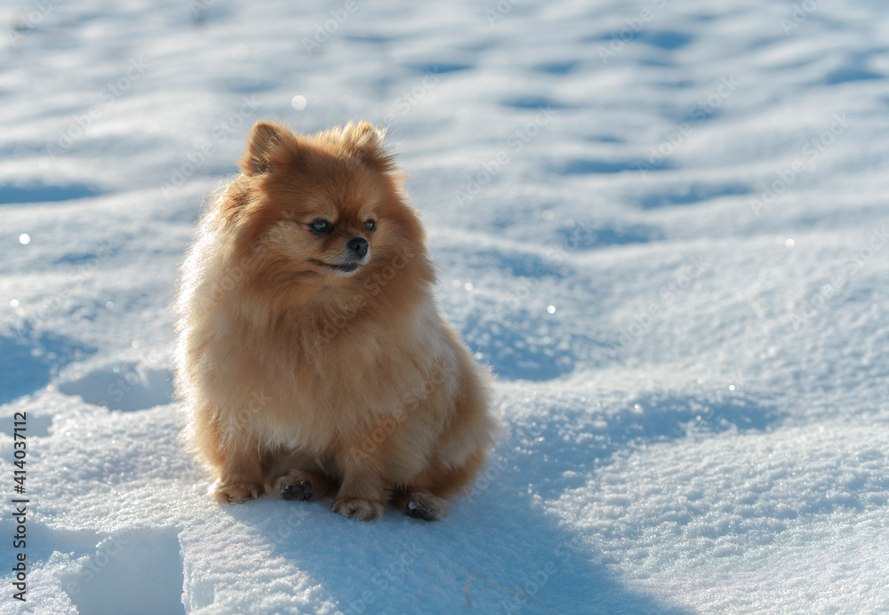 Beautiful Pomeranian dog sitting in the snow Beautiful Pomeranian dog sitting in the snow