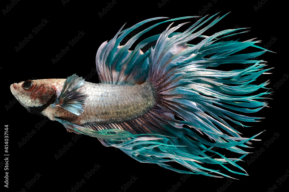 Beautiful movement of pastel Crowntail betta fish, Fancy Halfmoon Betta