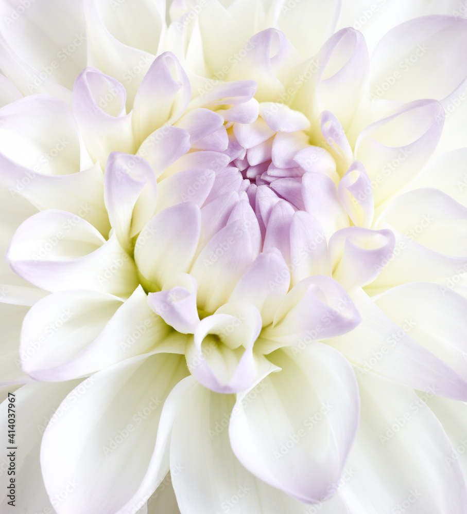 White tenderness dahlia close up shot. Soft floral background