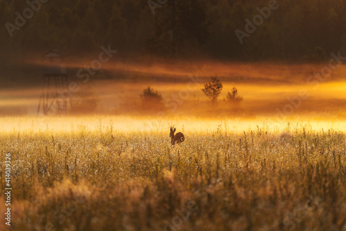 Misty sunrise landscape with a roe deer running on agriculture field in foreground.
