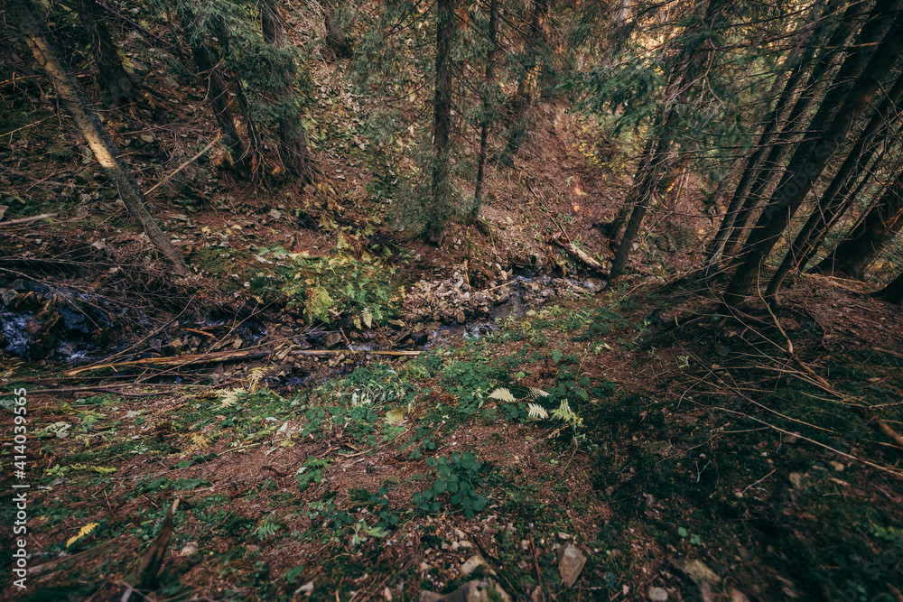 A tree in a forest a mountain A tree in a forest a mountain