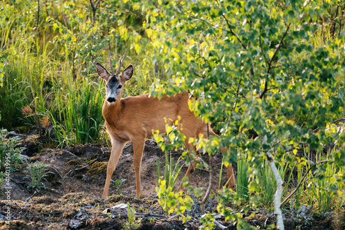 Young Roe deer looking for a wood into the forest, captured during sunrise.