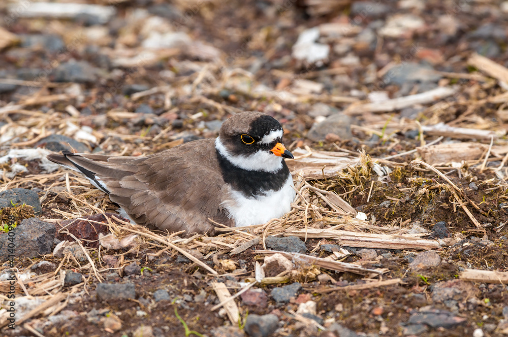 Obraz premium Semipalmated Plover (Charadrius semipalmatus) at nest in St. George Island, Pribilof Islands, Alaska, USA