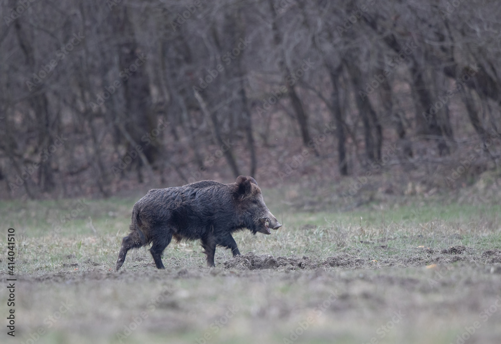 Wild boar walking in forest in winter
