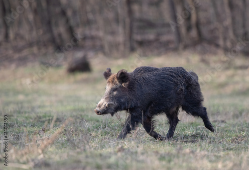 Wild boar walking in forest in winter