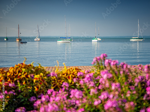 View on lake Balaton with flowers in summer © Horváth Botond