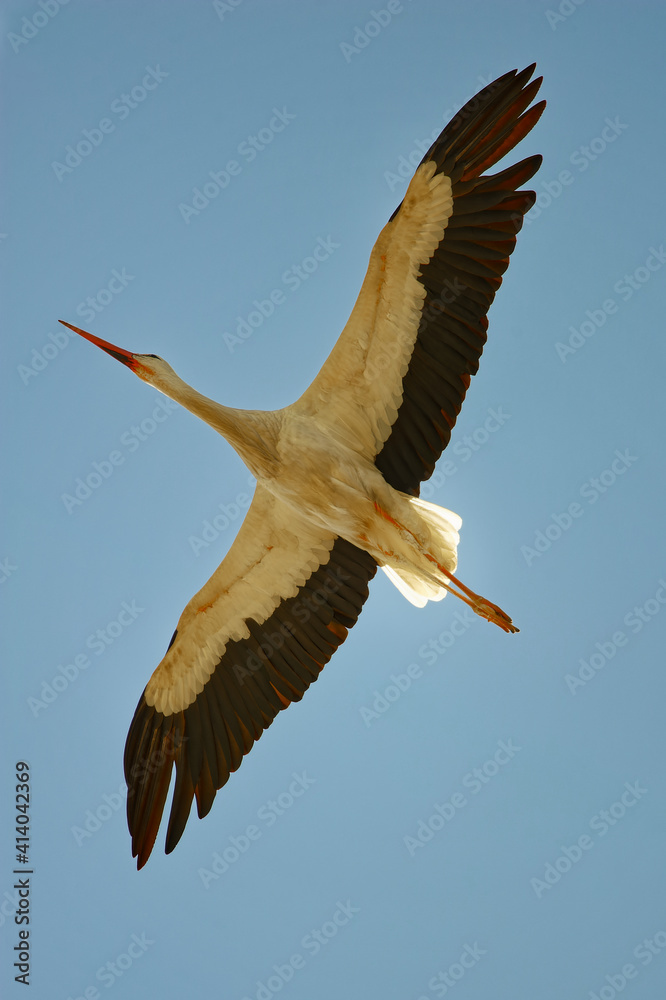 Obraz premium Weißstorch im Flug - Flying white Stork 