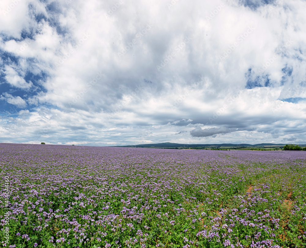 Blooming pink phacelia field in spring Blooming pink phacelia field in spring