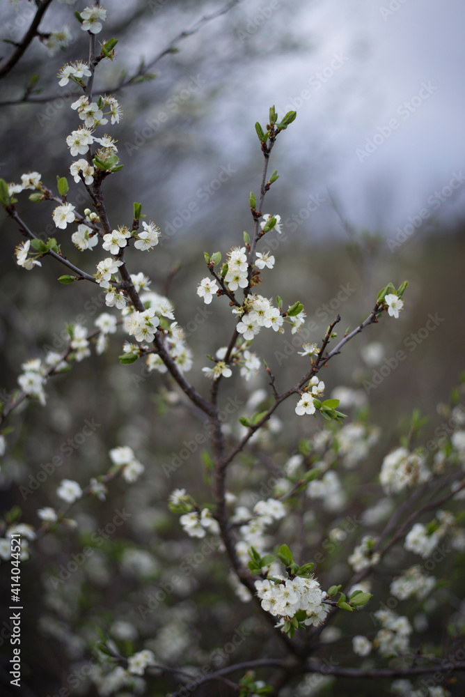 Beautiful spring photos of flowering trees. Beautiful spring photos of flowering trees.