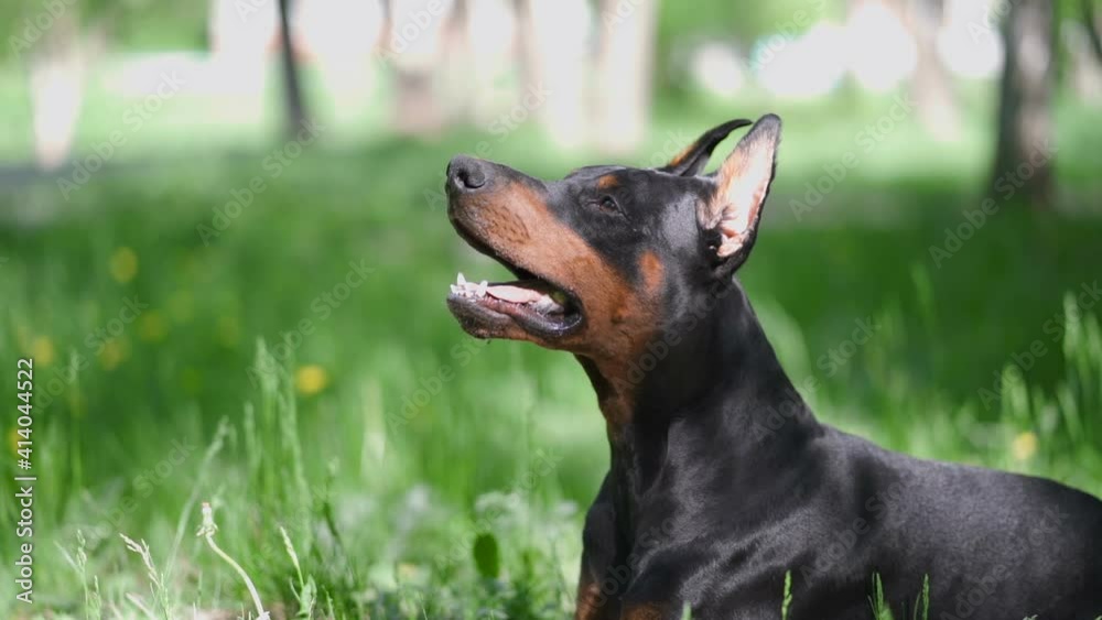 The dog breathes with its tongue out and looks up The dog breathes with its tongue out and looks up