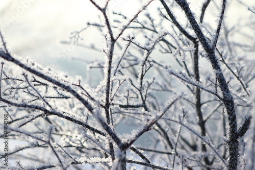  branch frozen in the winter landscape against the sun