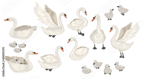 Set of different Swans. Cubs and adults. Lecturing, floating birds. Vector flat illustration.