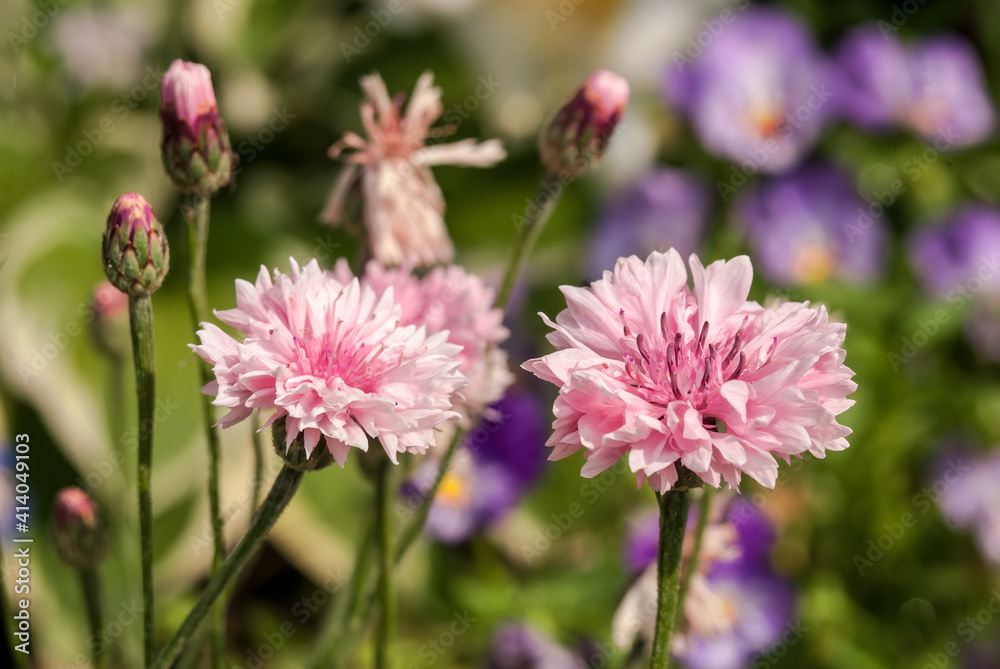 Cornflower (Centaurea cyanus) in garden Cornflower (Centaurea cyanus) in garden