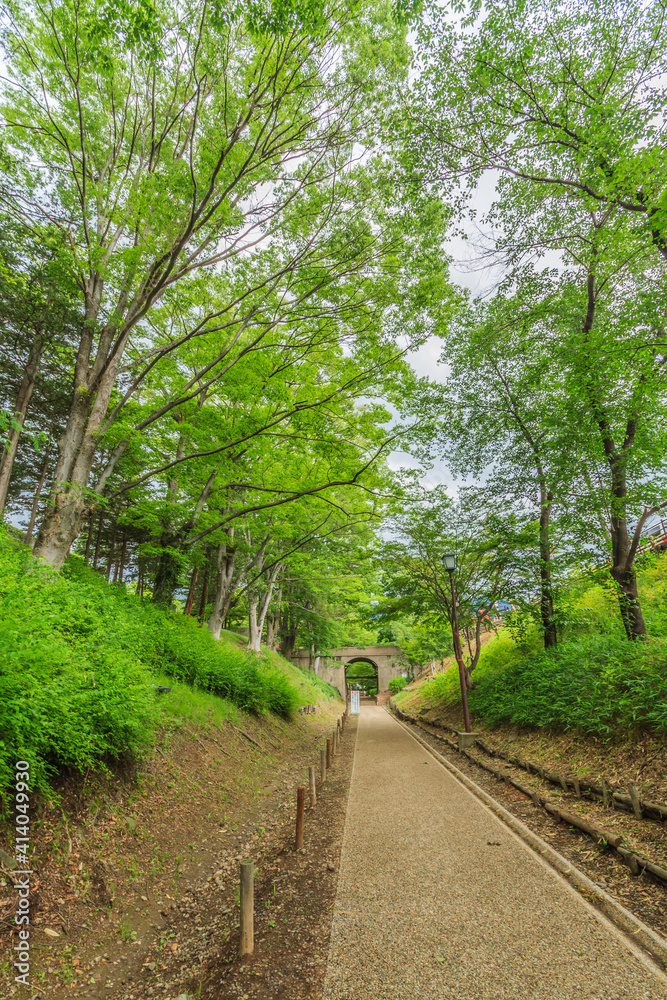 初夏の上田城跡のケヤキ並木遊歩道の風景
