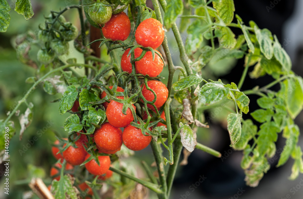 red tomato red tomato