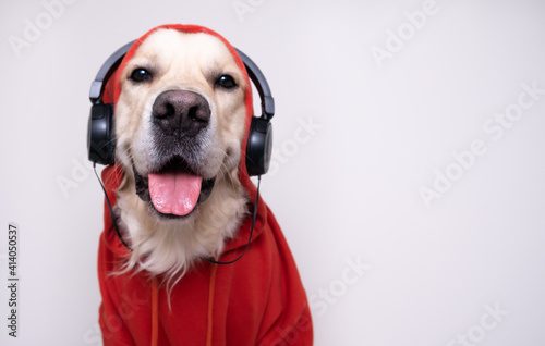 The dog is listening to music. Golden retriever sits in a red sweatshirt and black headphones against a white wall