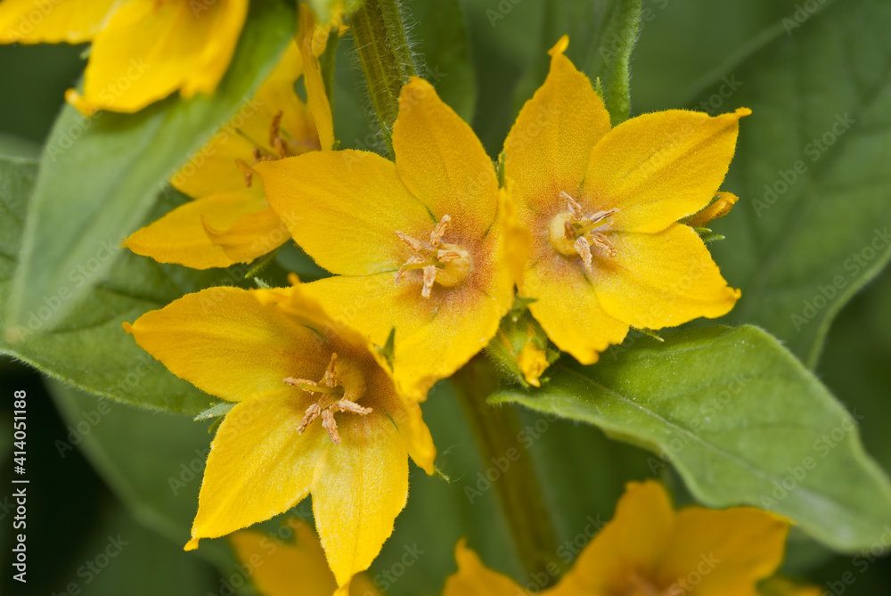 Dotted Loosestrife (Lysimachia punctata) in garden Dotted Loosestrife (Lysimachia punctata) in garden