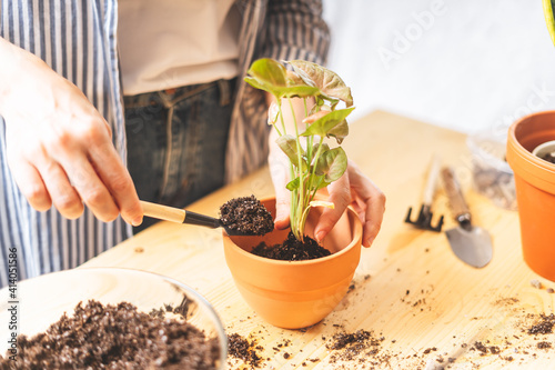 Woman gardeners taking care and transplanting plant a into a new white pot on the wooden table. Home gardening, love of houseplants, freelance. Spring time. Stylish interior with a lot of plants. 