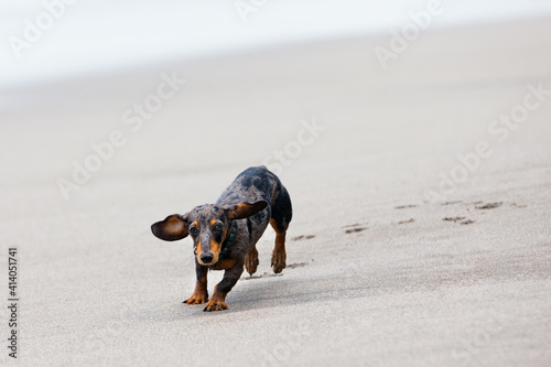 Photo of dachshund puppy knowns as badger dog walking by sand beach. Funny dog run along sea surf. Actions, training games with family pets and popular dog breeds on summer vacation