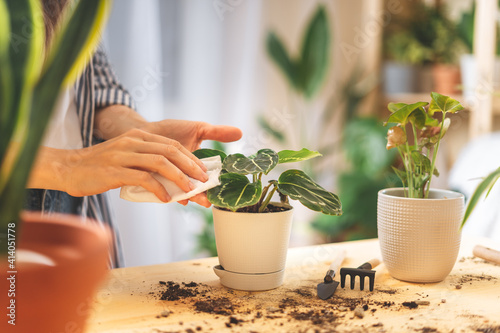Woman gardeners cleans and cares for the leaves of a plant in ceramic pots on the wooden table. Home gardening, love of houseplants, freelance. Spring time. Stylish interior with a lot of plants.