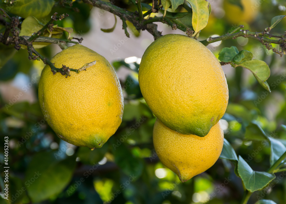 Nearly ripe lemons