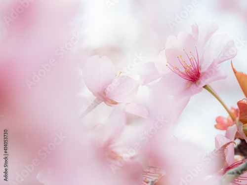 pink cherry blossom