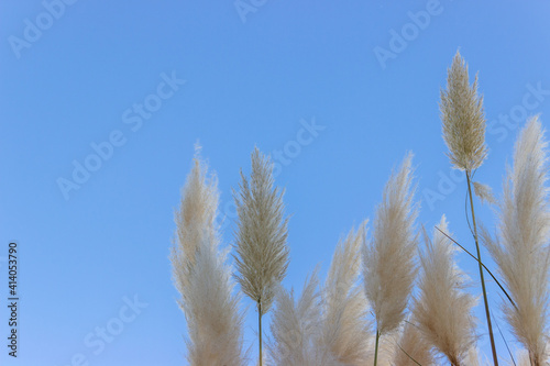 Pampas grass against blue sky..Fluffy panicles of Cortaderia selloana. Plant from the cereal family.