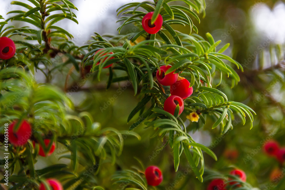 Obraz premium Taxus baccata, green branches of berry yew tree with red fruits. Evergreen ornamental plant, conifer shrub..