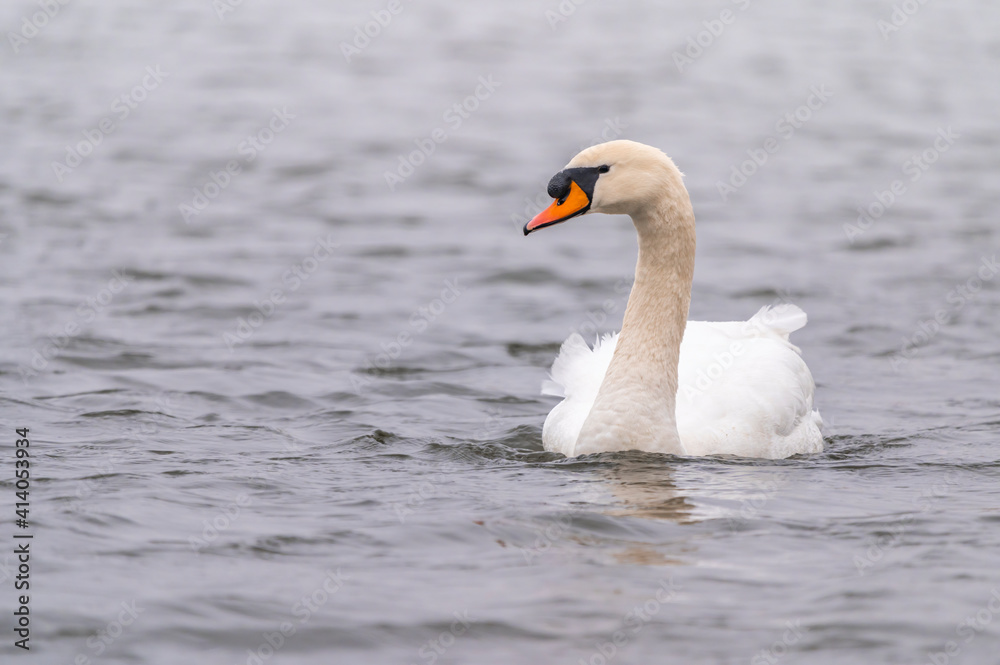 Swan on the water at golden sunset. Swan on the water at golden sunset.