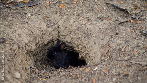 Φωτογραφία Rabbit burrow in the ground