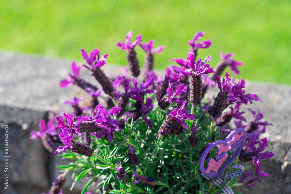 Obraz premium Beautiful purple lavender flowers in the garden
