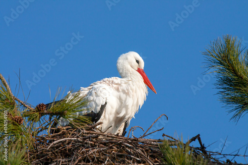 Cigogne blanche - Ciconia ciconia - au nid