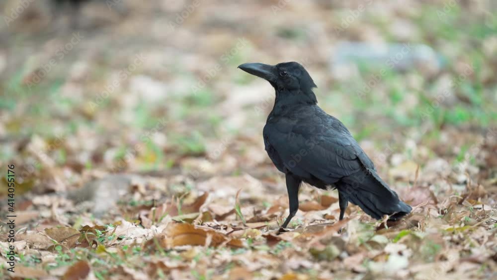 Close up of eastern jungle crow standing and fly on grass and dry leaves. Close up of eastern jungle crow standing and fly on grass and dry leaves.