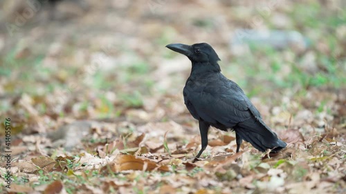 Close up of eastern jungle crow standing and fly on grass and dry leaves.