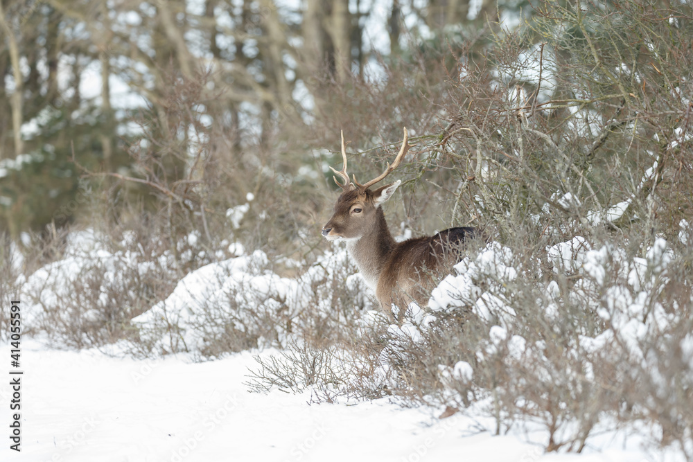 Fallow deer in wintertime with fresh fallen snow. Fallow deer in wintertime with fresh fallen snow.