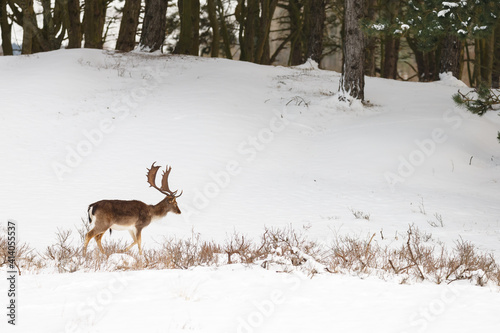 Fallow deer in wintertime with fresh fallen snow. © Menno Schaefer