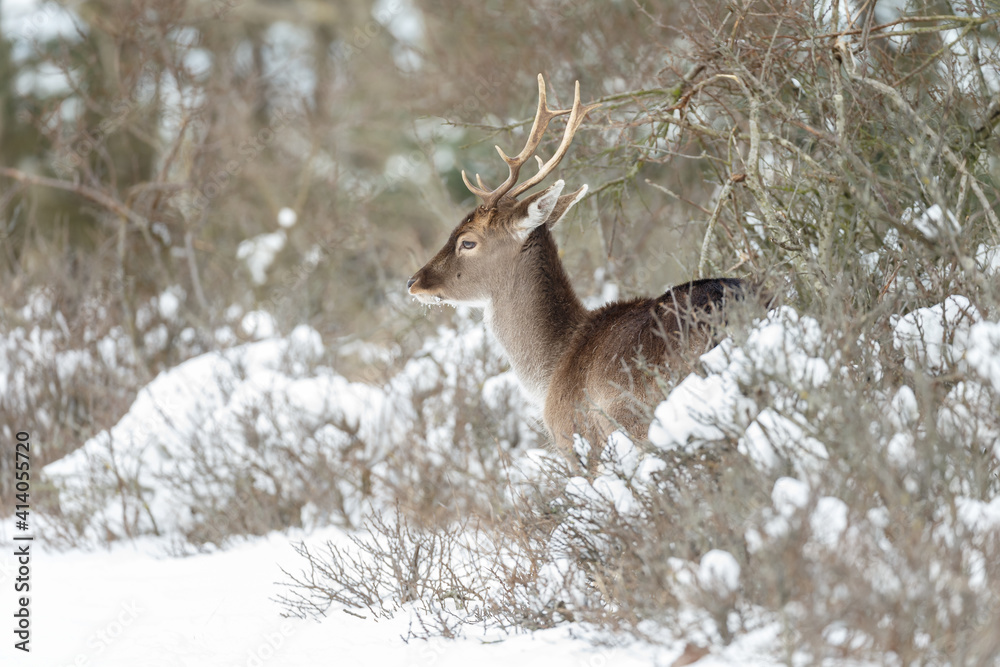 Fallow deer in wintertime with fresh fallen snow. Fallow deer in wintertime with fresh fallen snow.