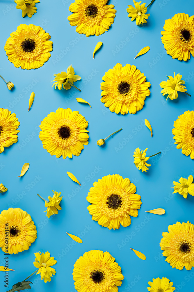 Creative visual arrangement with yellow fresh gerbera flowers on vibrant blue background. Minimal natural trend spring bloom floral concept. - obrazy, fototapety, plakaty 