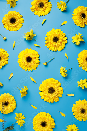 Creative visual arrangement with yellow fresh gerbera flowers on vibrant blue background. Minimal natural trend spring bloom floral concept. #414056106