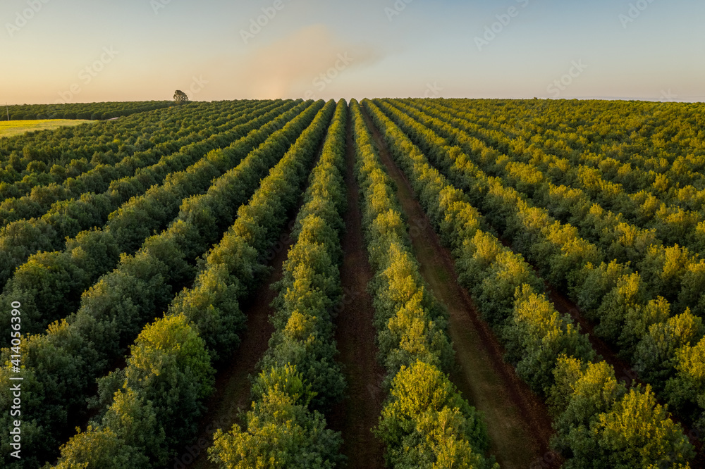 Aerial view of an enormous field near Isis Central countryside at sunset, Queensland, Australia. Aerial view of an enormous field near Isis Central countryside at sunset, Queensland, Australia.