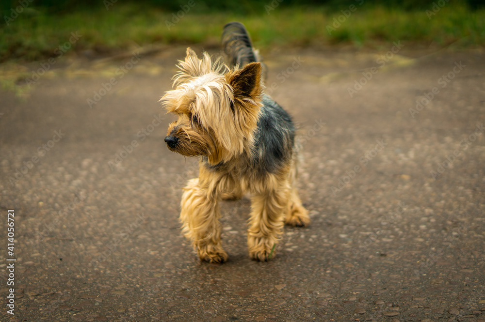 yorkshire terrier on the road