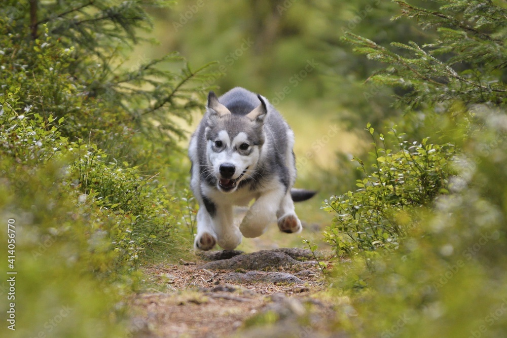 Alaskan Malamute puppy dog runs in the forest 